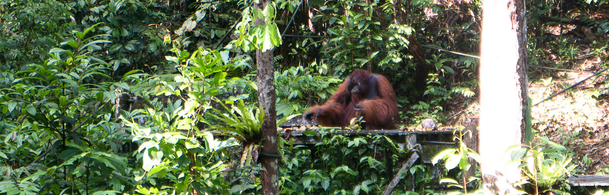 Picture of Orangutan in Borneo, Indonesien.